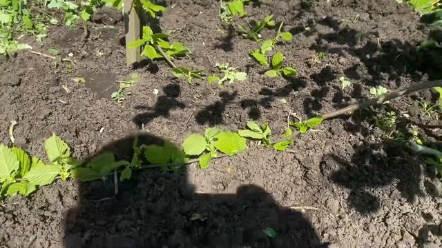 Фундук Президент , Кавказ, Трушесса , Гарибальди горизонтальные отводки смотреть онлайн