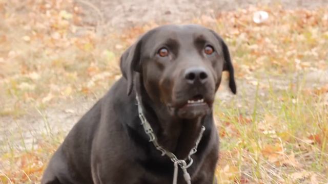 Собака лает смотреть онлайн