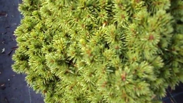 Picea Glauca Alberta Globe