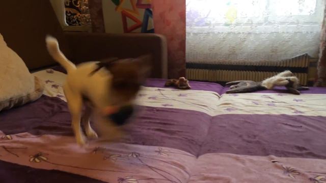 Джек Рассел терьер Jack Russell terrier играется с мячиком_19.02.17г.