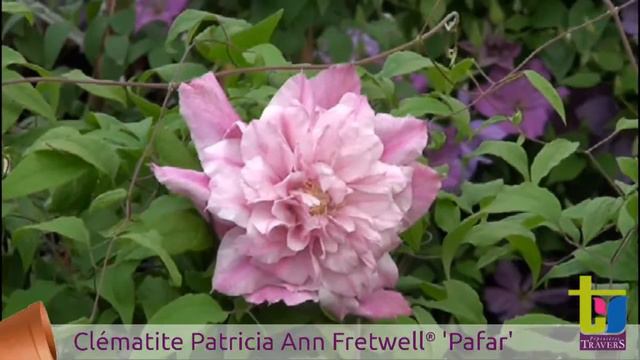 clématite Patricia Ann Fretwell® 'Pafar' - Pépinières TRAVERS - Spécialiste des plantes grimpantes смотреть онлайн