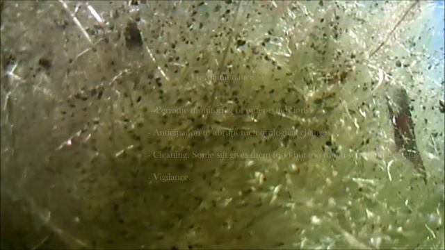GUPPY PONDS - How to keep guppies in outdoor ponds and tubs ᴴᴰ смотреть онлайн