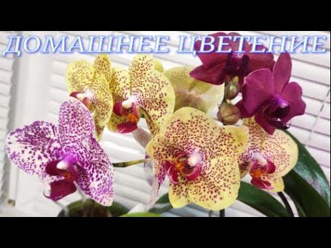 №366/ ЦВЕТЕНИЕ орхидей на моём подоконнике