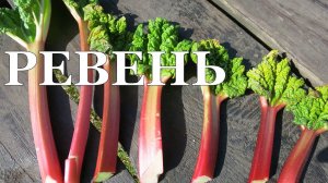 РЕВЕНЬ. Ускоряем рост черешков! // Rhubarb. Forcing leaf stalks