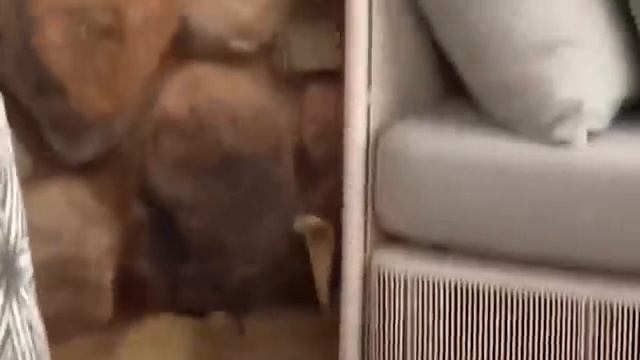 Когда Змеи Напали Не На Того Противника смотреть онлайн