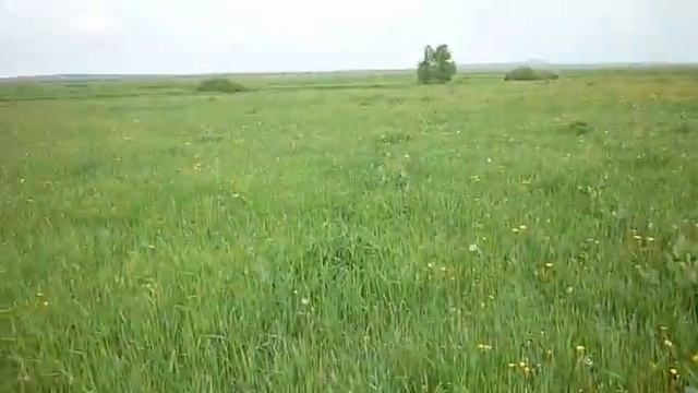 Дикий ирис смотреть онлайн
