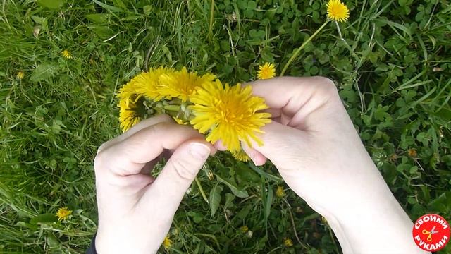 Как сплести венок из одуванчиков смотреть онлайн