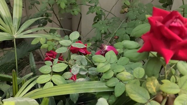 Crimson glory | rose vine | fragrant roses | how to care | fertilizer requirement | urdu/Hindi. смотреть онлайн