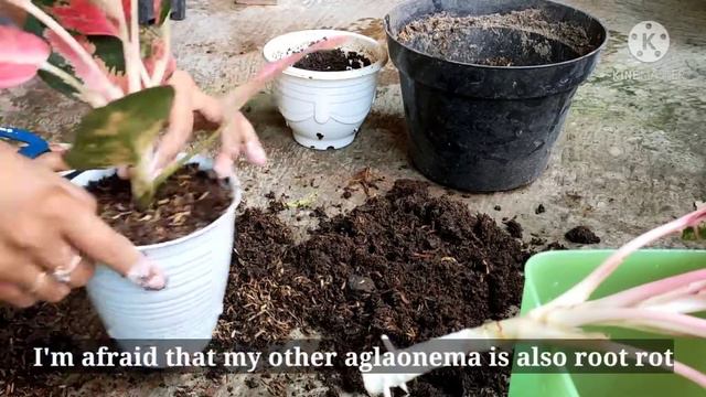 CARA MENGATASI AGLONEMA BUSUK AKAR DAN KENA KUTU PUTIH || HOW TO TREAT AGLAONEMA ROOT ROT смотреть онлайн