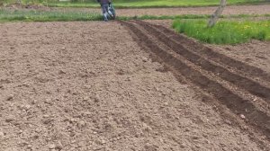 Нарезка борозд под картофель