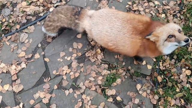 Алиса - лиса. Зачем Ли Сяо учит команды. смотреть онлайн