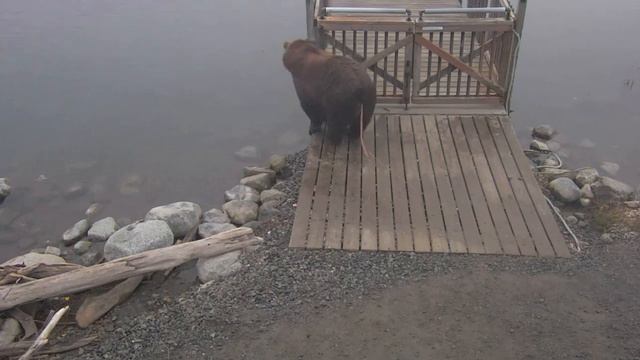 435 Holly and yearlings meet up with bear who has massive tapeworm 9/9/2018 смотреть онлайн