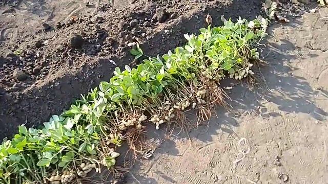 КАК РАСТЁТ АРАХИС - ЗЕМЛЯНОЙ ОРЕХ, УБОРКА. смотреть онлайн