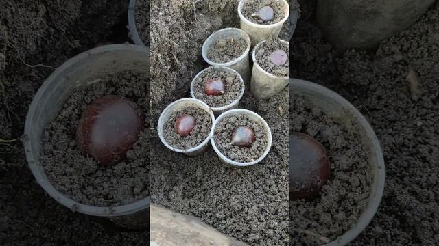 Съедобный каштан посадка после проращивания. 24января