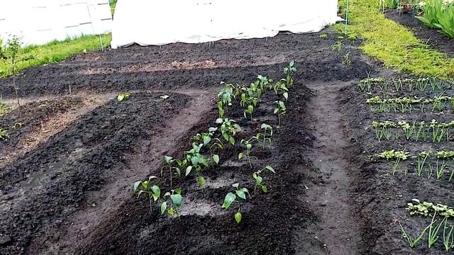 Сладкий ОРАНЖЕВЫЙ Перец. Посадка Рассады в Открытый Грунт. 28 мая 2021г. смотреть онлайн