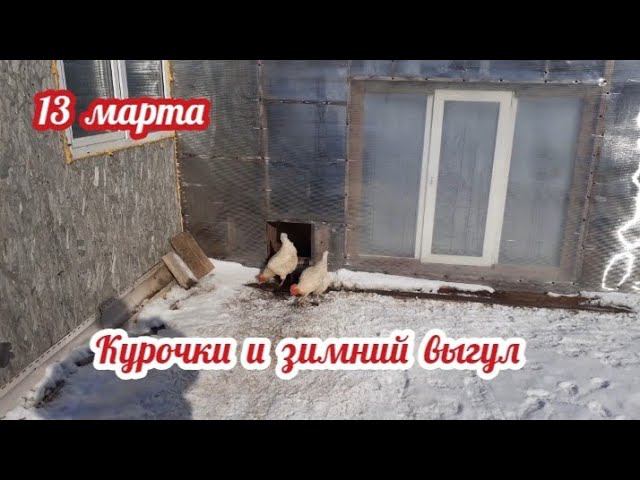 весна на зимнем выгуле у курочек.... смотреть онлайн