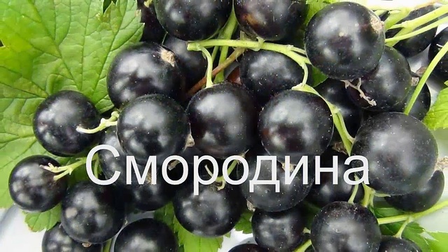 Травяной чай (Воронеж) смотреть онлайн