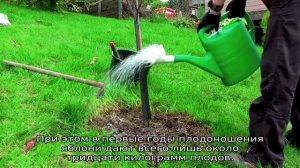 Яблоки Ред Делишес