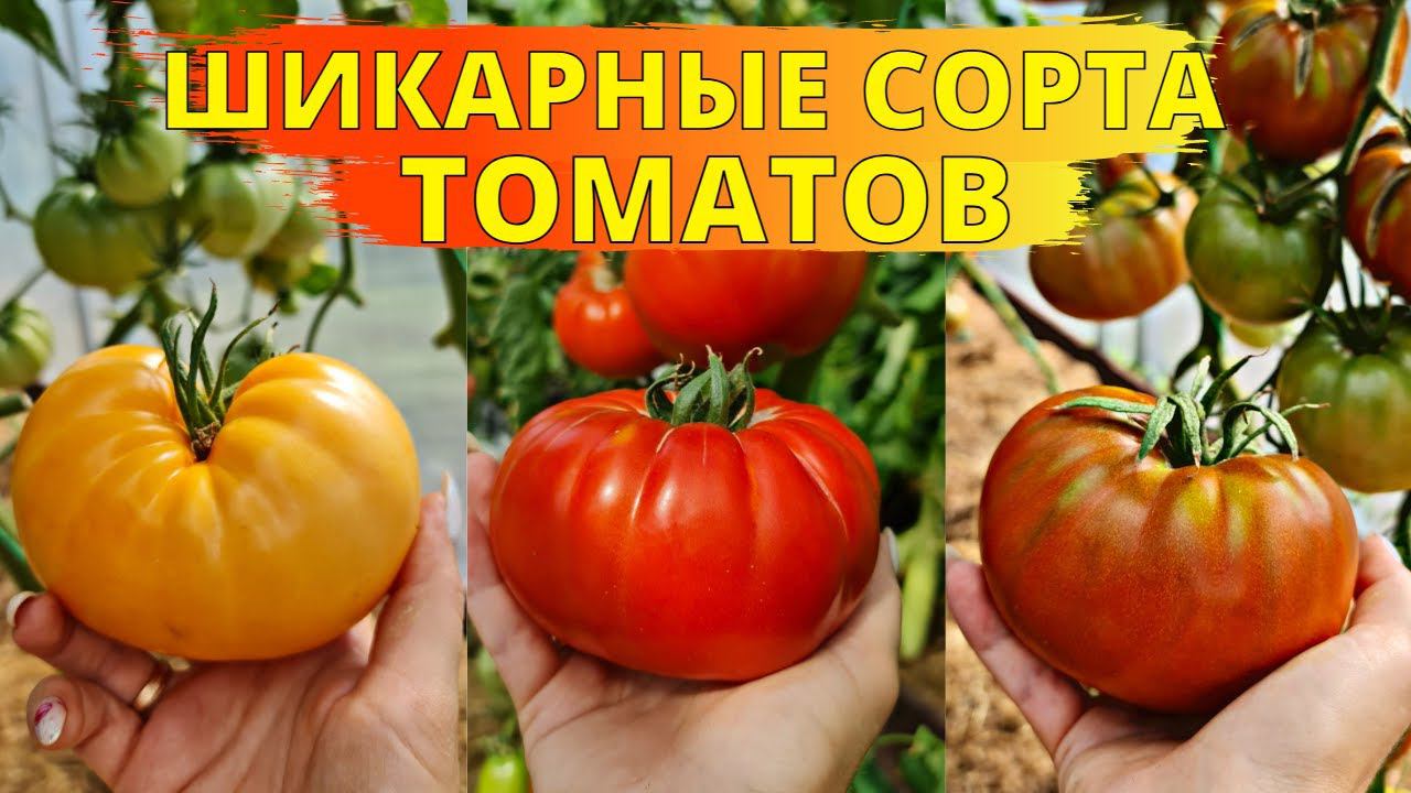 ШИКАРНЫЕ сорта ТОМАТОВ! УРОЖАЙНЫЕ! НЕПРИХОТЛИВЫЕ! ОТМЕННОГО ВКУСА! смотреть онлайн