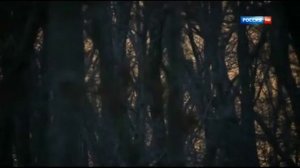 Дальневосточный леопард Борьба за таежный престол 2014.