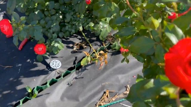 Сорта роз с хрупкими стеблями. Питомник растений Е. Иващенко смотреть онлайн