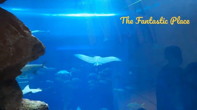 Dubai Aquarium & Underwater Zoo @ Dubai Mall смотреть онлайн