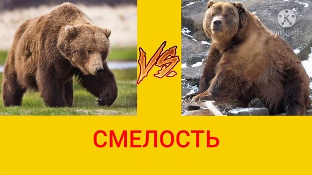 ГРИЗЛИ VS КАДЬЯК!!! смотреть онлайн