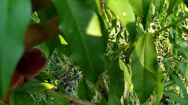 Персик "Флемин Фьюри PF-5B". смотреть онлайн