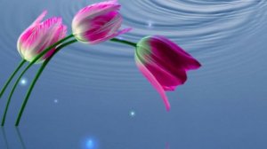 Футаж. Цветы над водой 6