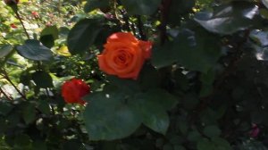 Роза Movie Star 2020