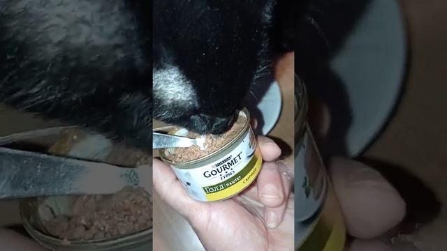 Обзор паштета . Влажный корм Purina Gourmet Gold | Паштет с курицей 85 г ·