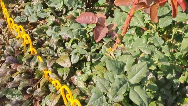 Осторожно! Живучка!