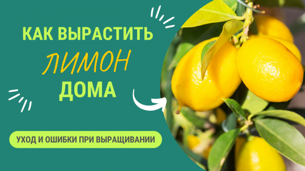 КАК ВЫРАСТИТЬ ЛИМОН?  УХОД И ОШИБКИ ПРИ ВЫРАЩИВАНИИ ЛИМОНА