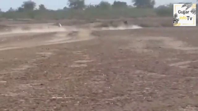 2/1/2022 Beautyfull Greyhound Race in Lilla Hunting Ground. смотреть онлайн