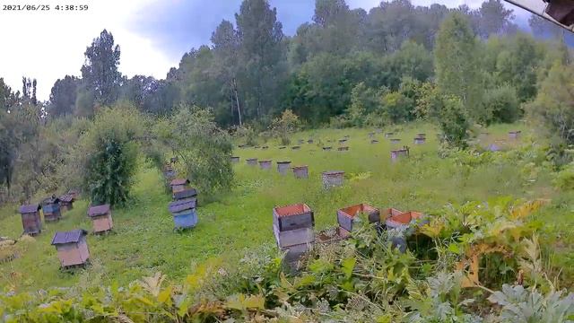 Медведь на пасеке смотреть онлайн