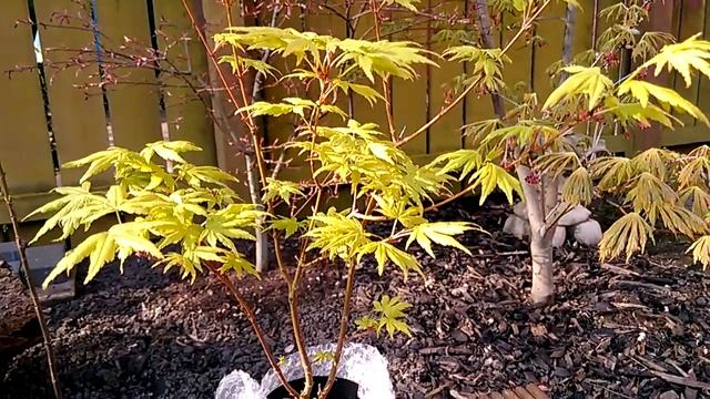 Acer Palmatum Going Green - Spring Colour смотреть онлайн