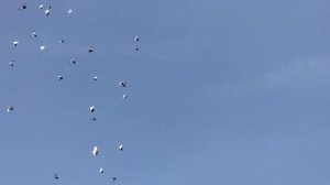 Голуби Свердловские высоколётные А это их потомство. 9122815080.