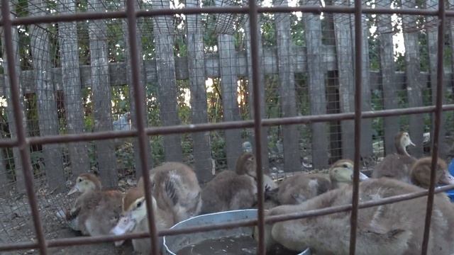 Почему умирают мускусные утята Чем пропаивать мускусных утят тяжелой линии Падеж мускусных утят смотреть онлайн