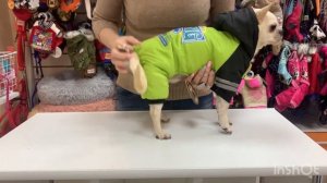 Как правильно одеть на собачку в комбинезон.🐶❤️