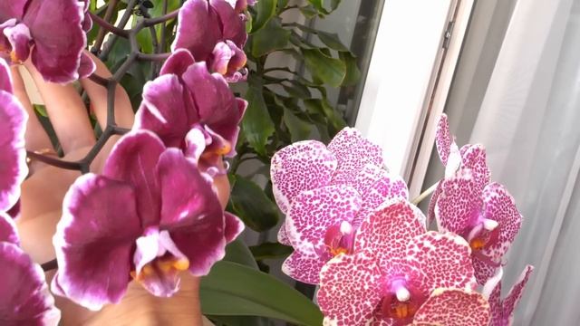 ОЧАРОВАТЕЛЬНО МАНЯЩИЕ сорта орхидей. Как посажены, как развиваются, содержатся и ЦВЕТУТ. смотреть онлайн