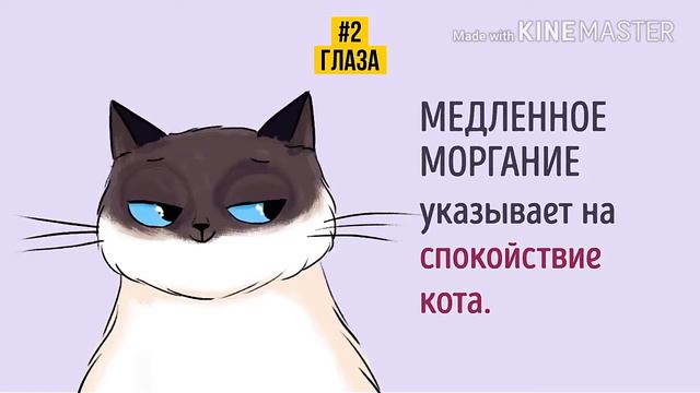 Как понять вашего кота ?!даже новичку! смотреть онлайн
