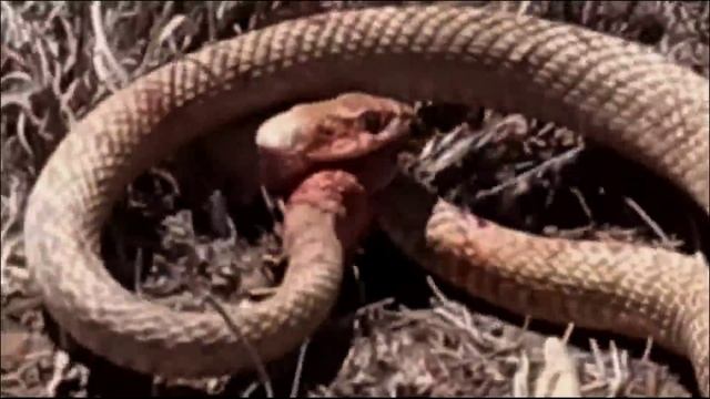 Beast Vs Beast/Snake Fight..Змея против змеи..Жестокий поединок между двумя змеями.Snake Vs Snake.