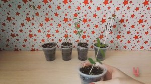 выращивание граната комнатного из семян