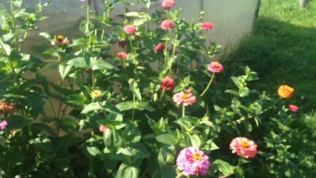 Отдых /Деревня / Кукурузное поле смотреть онлайн