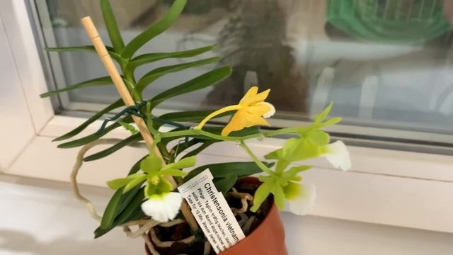 Летнее цветение орхидей 2023 год. Часть 2 смотреть онлайн