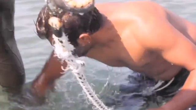 EQUINE WORKOUT IN THE SEA #HORSESTRAINING #EXERCISE #SWIMMING ЛОШАДИ КОННЫЙ СПОРТ