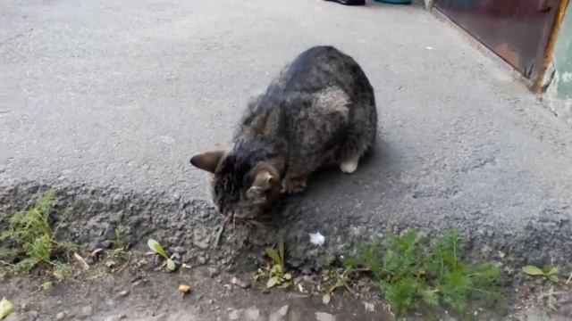 Дикуши и ласкуша смотреть онлайн