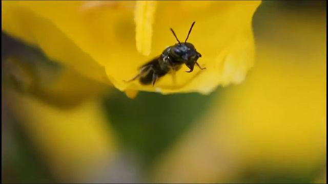 Wasp Pollinating Primrose - June 9, 2012 смотреть онлайн