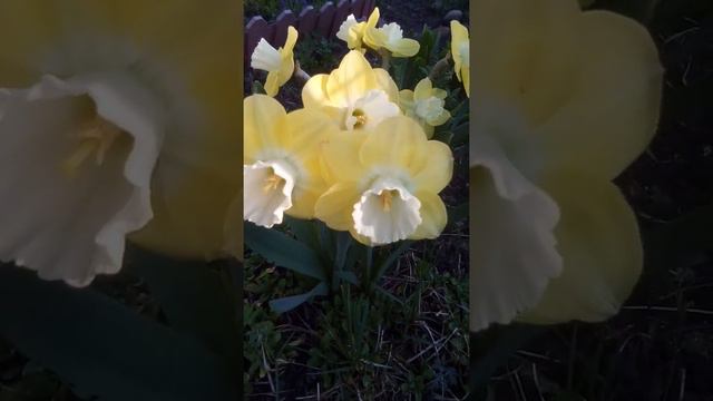 Нарцисс Авалон смотреть онлайн