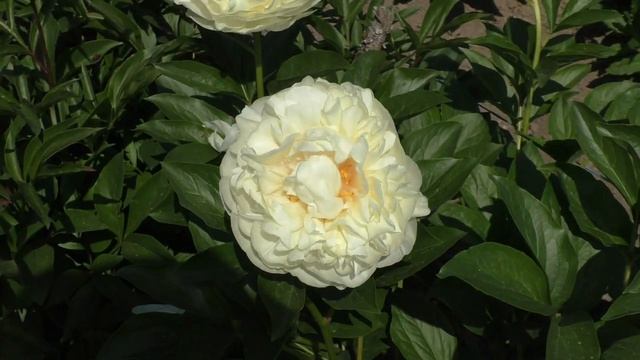 пион Majesty’s Splendor смотреть онлайн